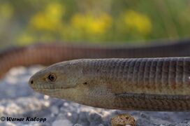 Insel Vir 06/2018, © Werner Kalopp
