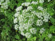 Aegopodium podagraria Linné, 1753 - Giersch, podagrasti jarčevac. Fundort: Bayern - Wolkering 05/2013. Heilpflanze, Essbare Pflanze