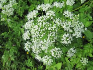 Aego pod Wolk 130528 2596.jpg