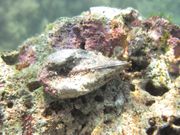 Arca noae Linné, 1758 - Archenmuschel, noina arka, Fundort: Otok Vir 07/2014, Meerestier