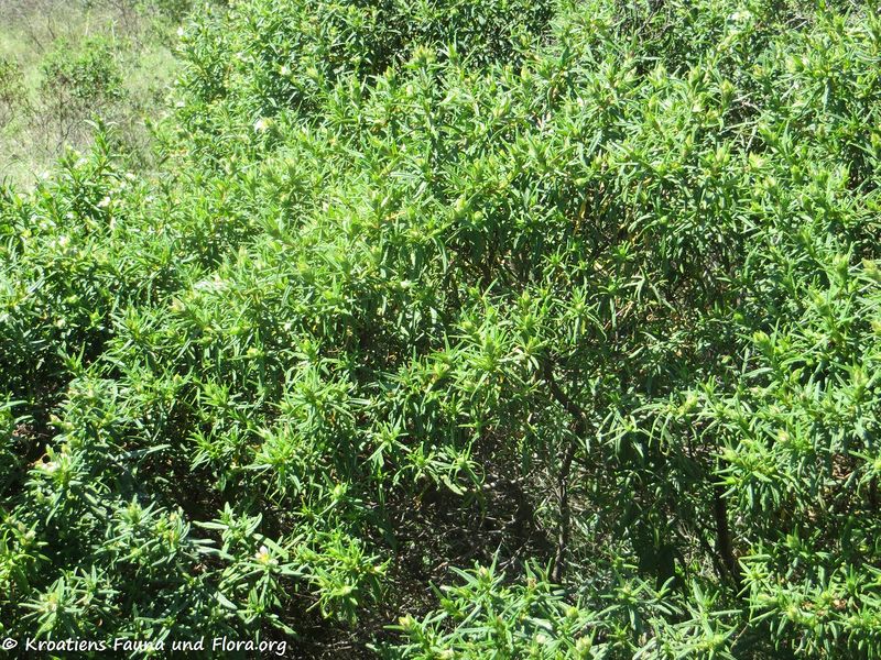 Datei:Cistus monspeliensis Linné, 1753 Saka 180422 12527.jpg