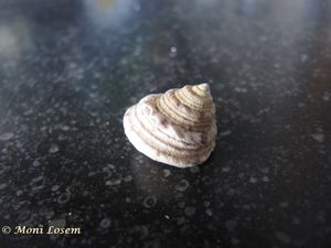 GibbAlb Vir 150104 6567.jpg