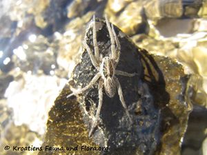 HogRadi Vrsi 160613 8901.jpg