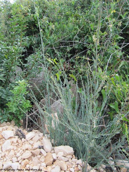 Datei:Osyris alba Linné, 1753 Vir 131004 4925.jpg