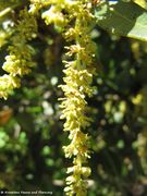 Quercus ilex Linné, 1753 - Stein-Eiche, hrasta crnika, Fundort: Vir 0/2013, Zierpflanze, Natura 2000 in Kroatien