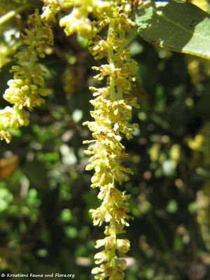 Quercus ilex Linné, 1753, Vir 130514 1714.jpg