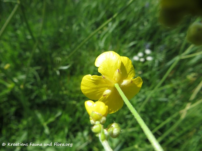 Datei:Ranunculus acris Linné, 1753 Grbe 170510 7538.jpg