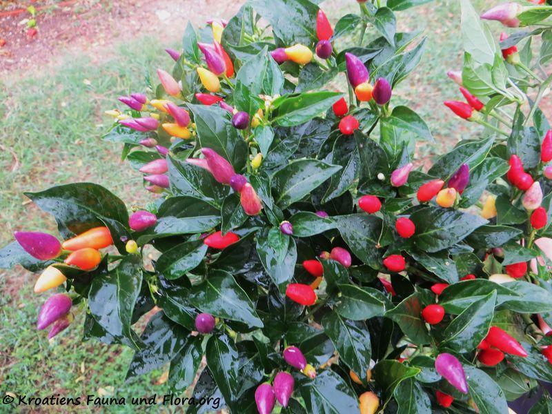 Datei:Capsicum annuum Linné, 1753 Liš 191031 2052.JPG