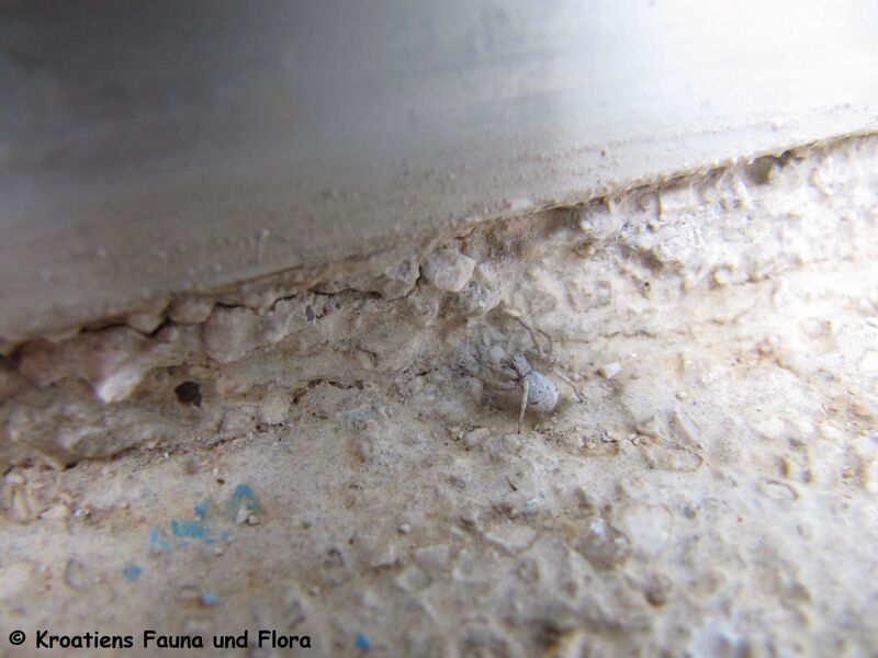 Datei:Pulchellodromus pulchellus Lucas, 1846 Vir 140523 3602.jpg