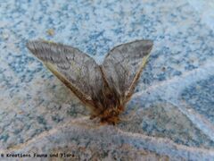 ♂ , Otok Vir 08/2020