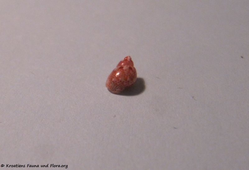 Datei:Tricolia pullus Linne, 1758 Vir 110111 17.jpg