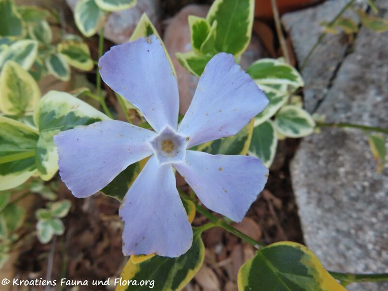 Datei:Vinca minor Linné, 1753 Zad 210326 1866.JPG