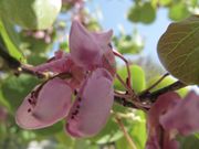Cercis siliquastrum Linné, 1753 - Judasbaum, judino drvo. Fundort: Šibenik 04/2014. Heilpflanze, Zierpflanze, Essbare Pflanze