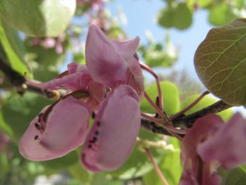 CercSil Šib 140422 2440.jpg