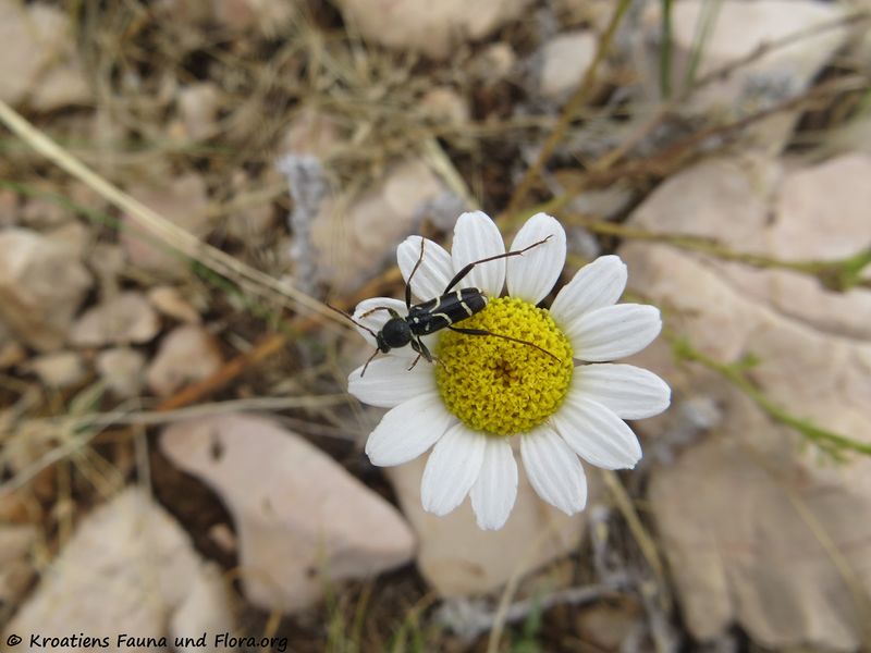 Datei:Clytus rhamni Germar, 1817 Obro 180610 14058.jpg