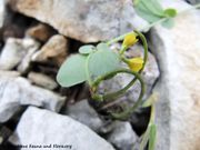 Coronilla scorpioides (L.) Koch, 1835 - Skorpion-Kronwicke, škorpionski grašar. Fundort: Senj 05/2013, Giftpflanze , Heilpflanze