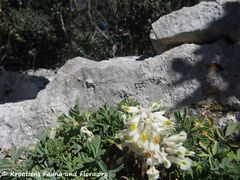 Vidikovac Kamenjak 03/2019