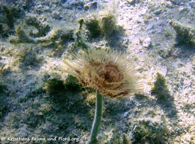 Datei:Sabella spallanzanii Gmelin, 1791 Vrsi 150831 1763 k.jpg