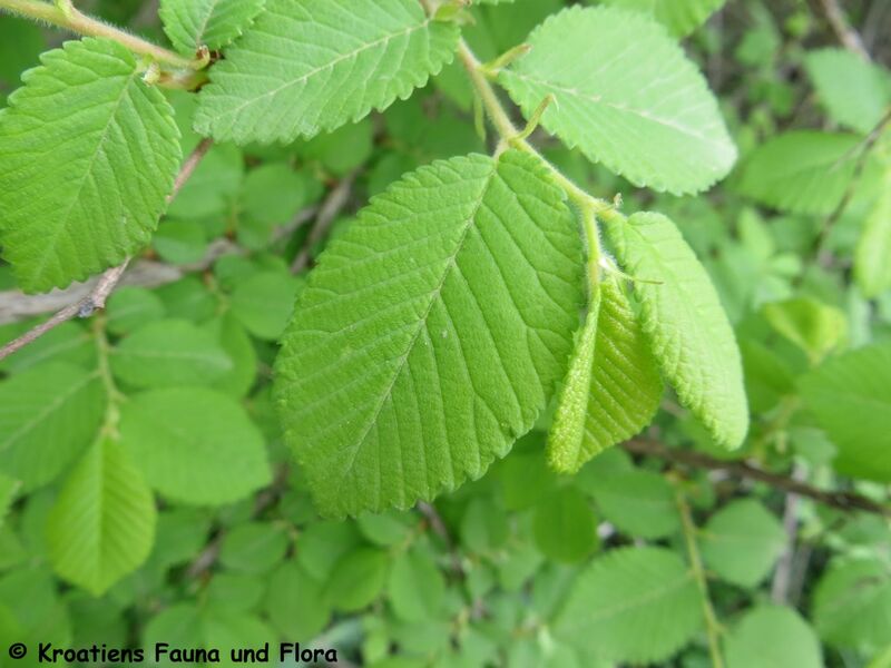 Datei:UlmMin Blatt Sab 180415 12102.JPG