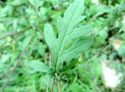 Blatt, Zagreb 11/2013