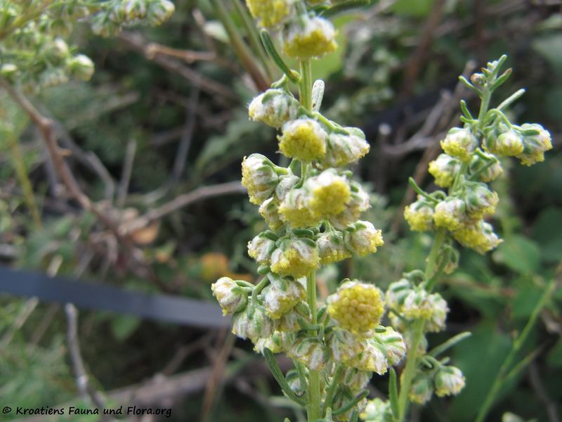 Datei:ArteAlb LuŠu 141004 5912.jpg