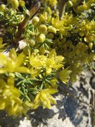 Asparagus aphyllus Linné, 1753 - Blattloser Spargel – xxx. Fundort: Vrsi