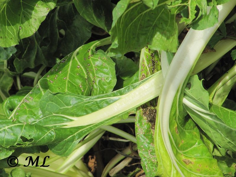 Datei:Beta vulgaris subsp. vulgaris Linné, 1753, Vir 110912 22.jpg