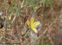 Lactuca viminea (Linné) J.Presl & C. Presl, 1819 – Ruten-Lattich, šibasta salata. Fundort: Otok Vir 07/2023, Essbare Pflanze, Heilpflanze