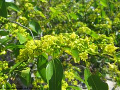 Blütenstand, Senj 05/2015