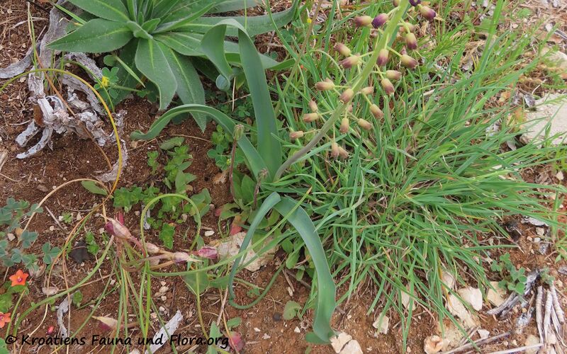 Datei:Leopoldia comosa (L.) Parlatore, 1847 Vir 210501 2109 - Kopie.JPG