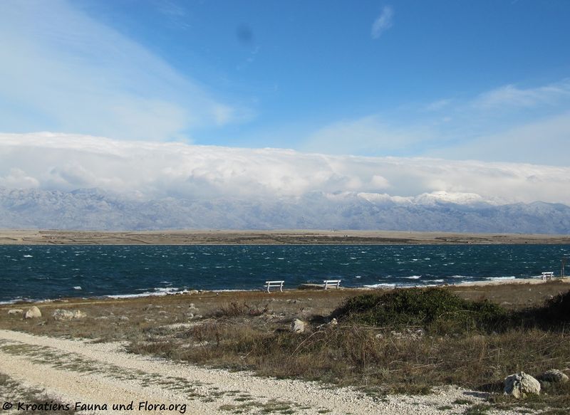 Datei:Orkanska Bura 160116 7936.jpg