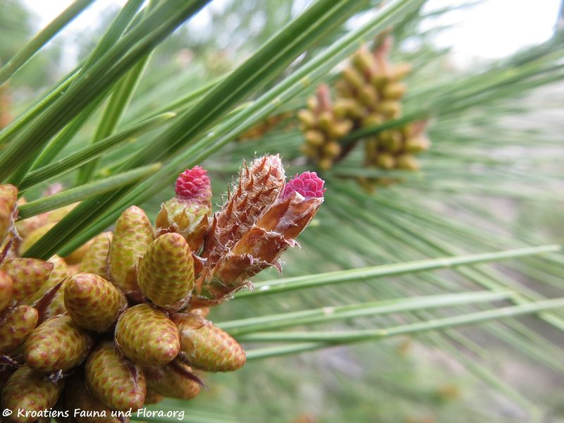 Datei:Pinus halepensis Miller 1767 Vir 180320 11303 txt.jpg