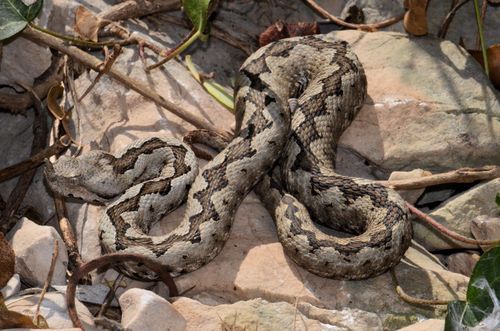 Vipera ammodytes - Hornotter 4.jpg