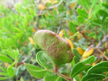 Aplo len Vir 140616 4051.jpg