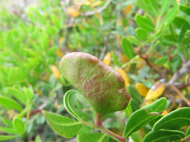 Datei:Aplo len Vir 140616 4051.jpg