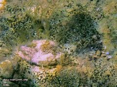 Als Taxi für verschiedene Algen, Vir 06/2011