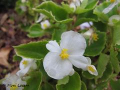 ♀ Blüte in Weiß, Nin 10/2015