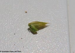 Samen, Otok Vir 07/2023]]