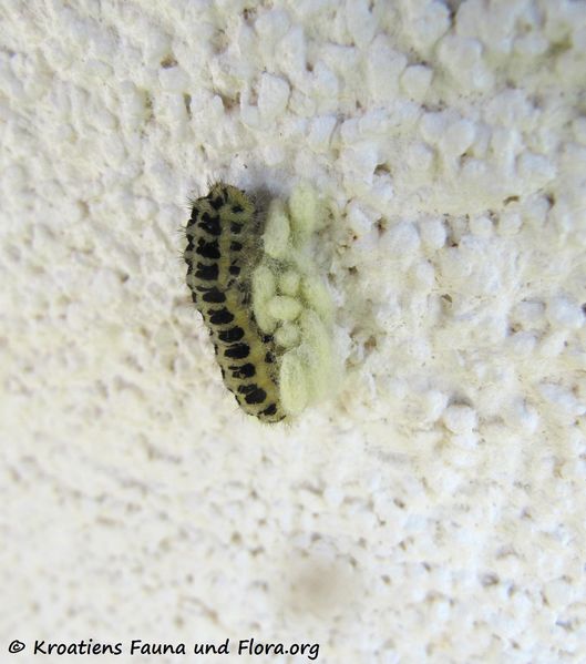 Datei:Cotesia zygaenarum Marshall, 1885 Vir 140508 3025.jpg