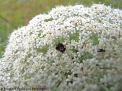 Mohrenblüte. Neunburg vorm Wald 07/2014