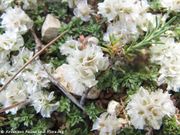 Paronychia capitata (Linné) Lamarck, 1779 - Kopfförmige Mauermiere. Fundort: Vukšić 06/2017, Heilpflanze