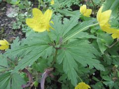 Quirl aus Hochblättern, Regensburg Stadtpark 04/2013