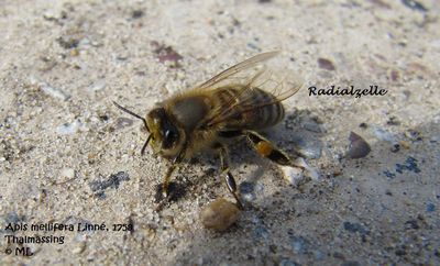 Api mel TH 120412 255a.jpg