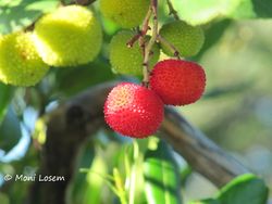 Arbutus unedo Linné, 1753 Vir 131001 4545.jpg