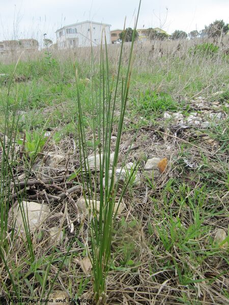 Datei:Bla1 ScirpoidesHolo Vir 140412 2085.jpg