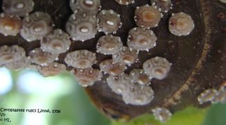 Adulte auf einem Ast von Auf Ficus carica Linné, 1753 - Echte Feige, obična smokva, Vir 09/2011