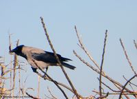 Corvus cornix Linné, 1758 Vir 180308 11125 txt.jpg