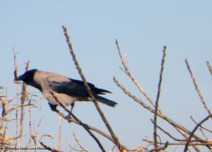 Corvus cornix Linné, 1758 Vir 180308 11125 txt.jpg