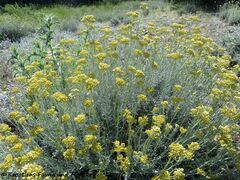 Radašinovci 05/2020