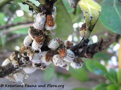Vir 06/2012 auf Pittosporum tobira Dryander, 1811 - Chinesischer Klebsame, pitospor